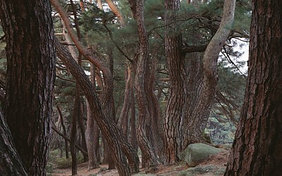 삼능 소나무