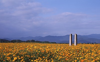 붉은 코스모스
