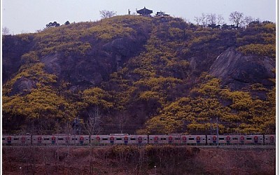 응봉산