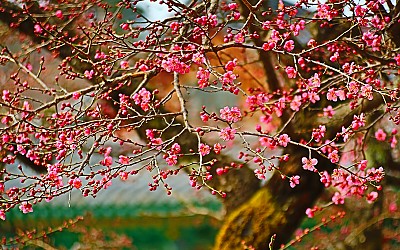紅梅