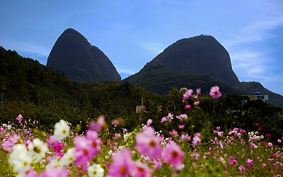 마이산코스모스