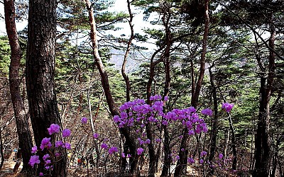 4월의 봄볕따라, 서산 개심사(寺)에서
