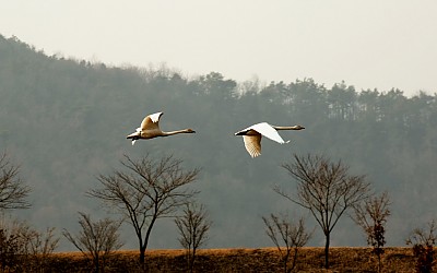 고니의 비상