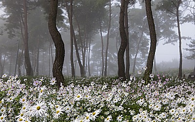 구절초동산