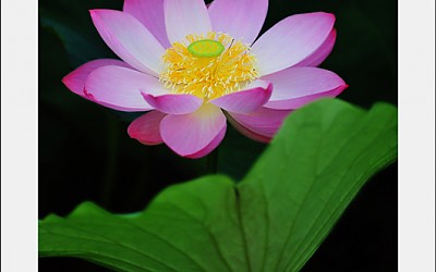 궁남지의 연