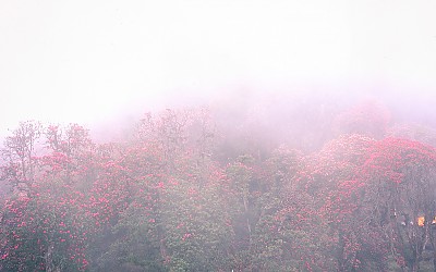 네팔의 국화.