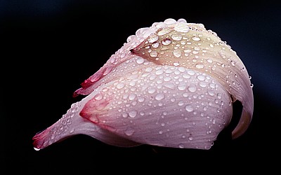 이슬머금은 연