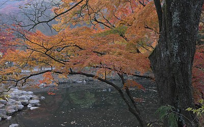 백양사 단풍