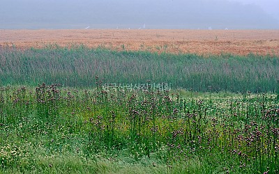 습지와 보리밭