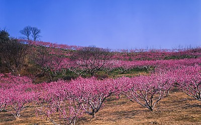 복사꽃