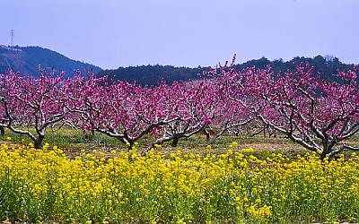 복사꽃 2