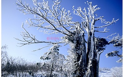 주목.2