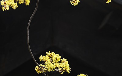 산수유