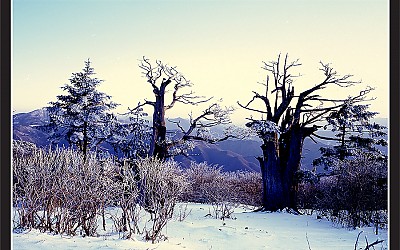 삼월의태백산