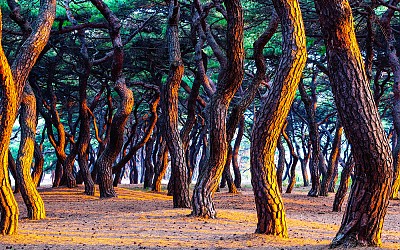 흥덕왕릉