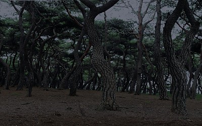 소나무