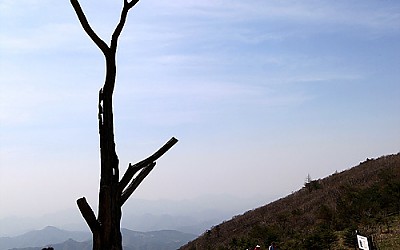 영목(靈木)