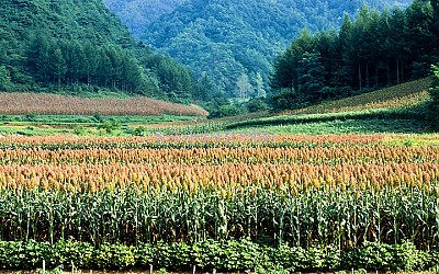 수수밭
