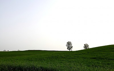 안성목장의 푸른 초지