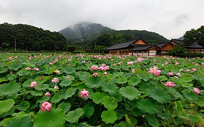 연꽃.