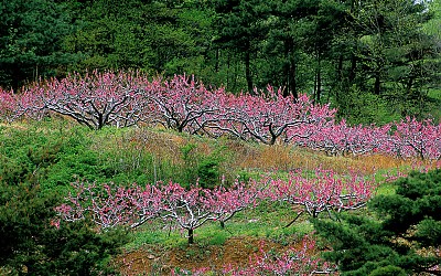 영덕군 복사꽃 과수원