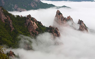 천개의 꽃