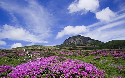 천상의 화원