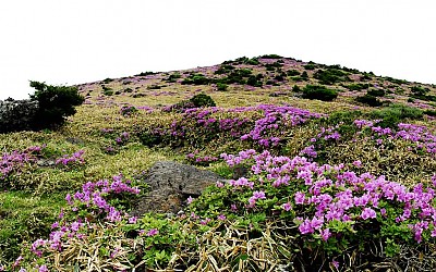 철쭉피고 새우는 한라산
