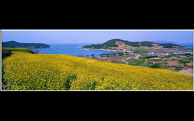청산도 봄의왈츠 촬영지 유체