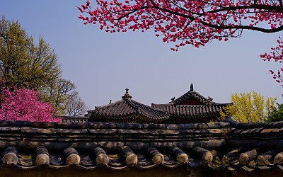 궁궐의 봄