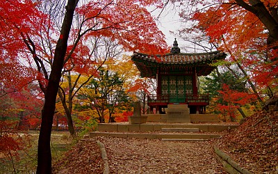 창덕궁 후원(비원)의 가을