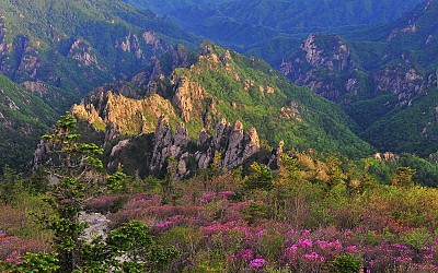 소청의 진달래
