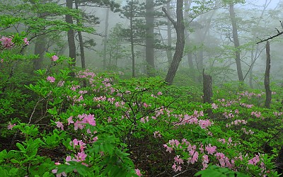 설악산 철쭉