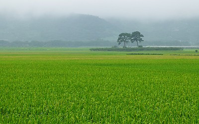 평사리