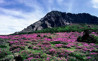 한라산 철죽