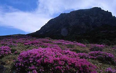 한라산 철죽