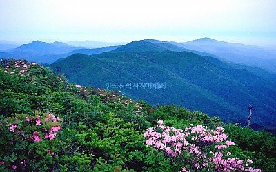 함백산철쭉