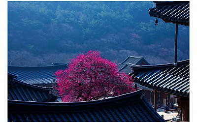화엄