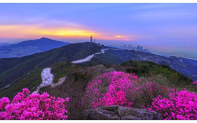 황령산의 봄