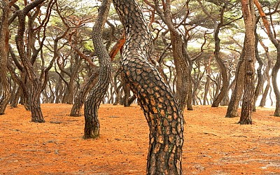 흥덕 왕릉.