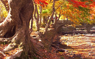 선운사 단풍
