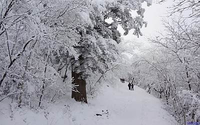 Snow Flowers