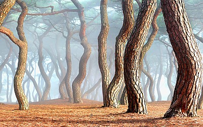 흥덕왕릉 소나무
