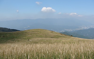 천성산 억새