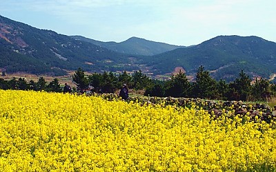 청산도