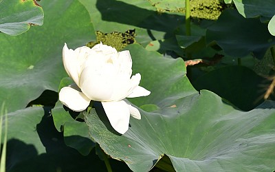연