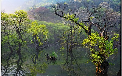 주산지 신록