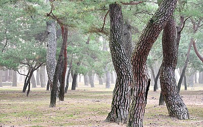 소나무