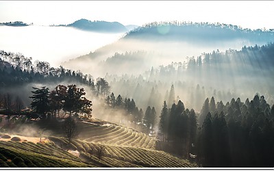 차밭 빛내림