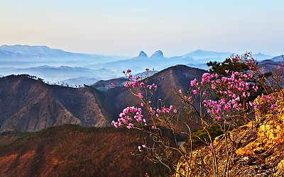 부귀산 진달래